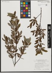 Foto von Salix waldsteiniana Willd.